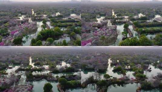 杭州西溪湿地梅花探梅节日落美景高清在线视频素材下载