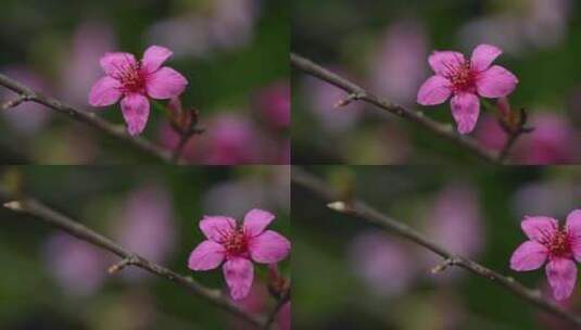 春天粉色樱花早樱花卉高清在线视频素材下载