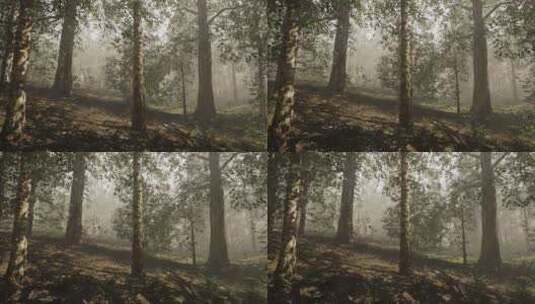 一个充满了许多被雾覆盖的树木的森林高清在线视频素材下载