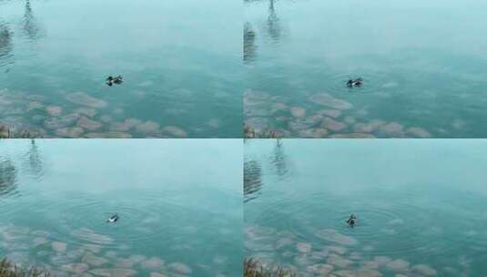 碧绿水面上的绿头鸭在捕鱼 5171高清在线视频素材下载