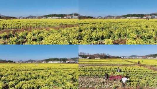 威宁自治县小海镇陶家海子青菜花花海高清在线视频素材下载