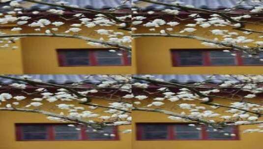 杭州法喜寺500年白玉兰盛放竖版高清在线视频素材下载