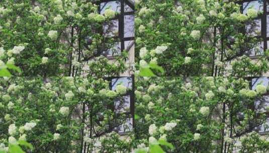 春天园林唯美绿绣球花盛开特写留园春雨春意高清在线视频素材下载