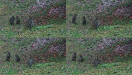 春天春雨樱花林中可爱的野猴子高清在线视频素材下载