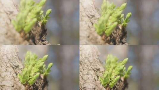 春天树木发芽生长高清在线视频素材下载