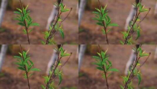 桃树树枝发芽嫩芽嫩叶生长高清在线视频素材下载