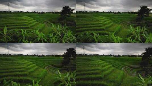 巴厘岛农村斜坡上的稻田，电缆穿过，天线高清在线视频素材下载