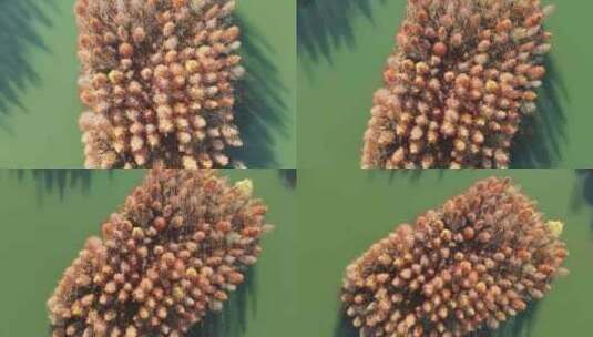 冬日苏州虎丘湿地公园五彩缤纷的水杉林高清在线视频素材下载