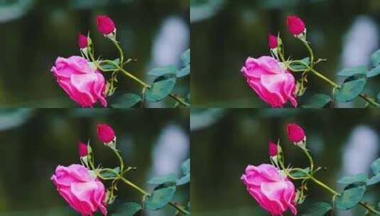 公园里唯美的玫瑰花高清在线视频素材下载