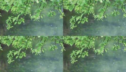 大雨雨水雨滴湖面波纹绿叶唯美意境高清在线视频素材下载