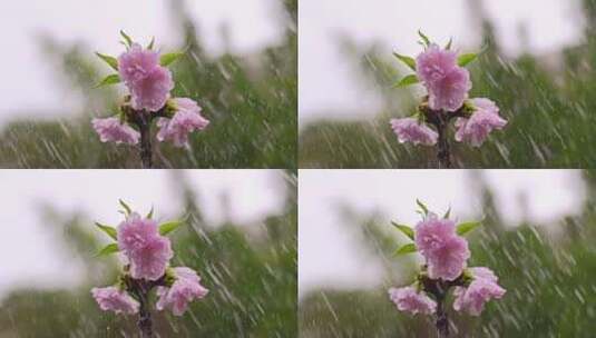 雨中花朵花瓣樱花绽放高清在线视频素材下载