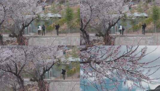 春天粉色桃花盛开藏族村落游客高清在线视频素材下载