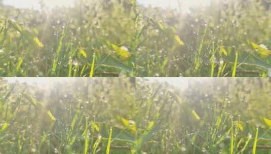 清晨唯美草地雨露逆光唯美日出水滴舒缓抒情高清在线视频素材下载