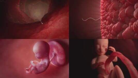 胎儿在子宫内的发育高清在线视频素材下载