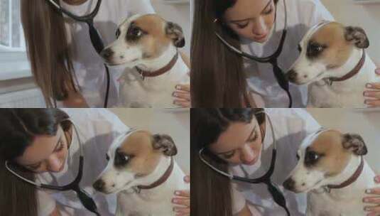 女兽医检查狗的呼吸高清在线视频素材下载