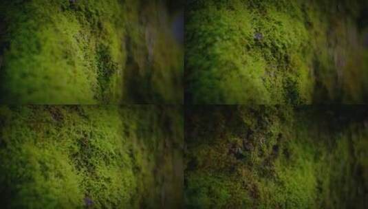 森林里树干上的青苔苔藓高清在线视频素材下载