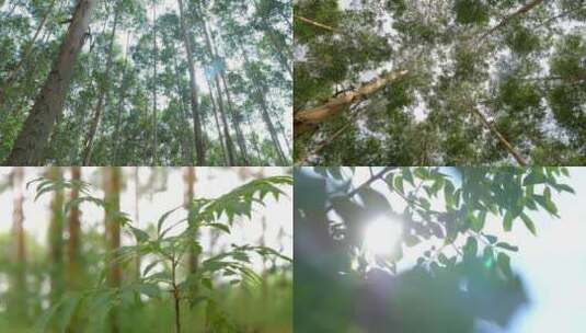 阳光 森林高清在线视频素材下载