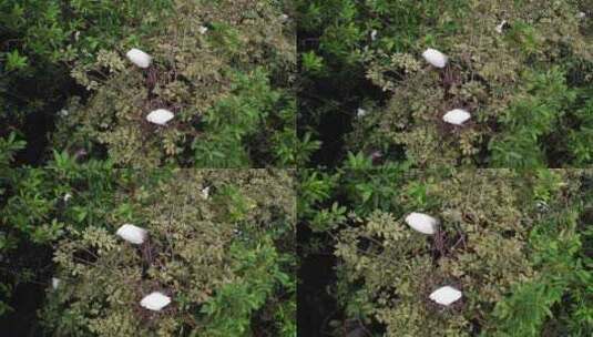 树上栖息的白鹭航拍高清在线视频素材下载