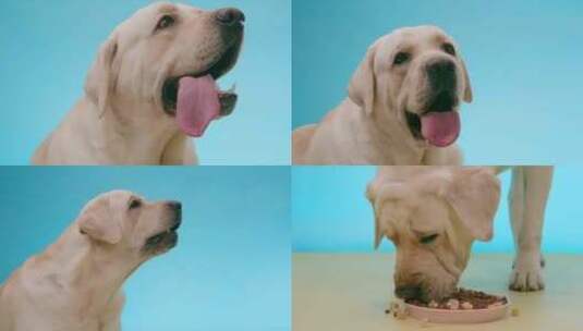 拉布拉多宠物狗吃狗粮吃零食 白色拉布拉多高清在线视频素材下载