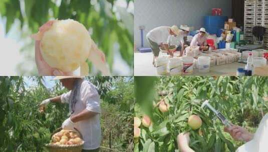 阳山水蜜桃 水蜜桃产地 水蜜桃采摘高清在线视频素材下载