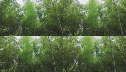 竹林竹子竹叶禅意下雨天唯美空镜高清在线视频素材下载