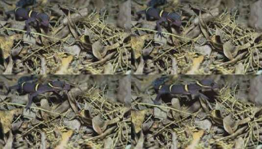 8K超清野生动物海南睑虎高清在线视频素材下载