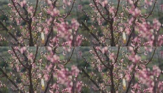晴天树枝上的白色和粉色花朵高清在线视频素材下载