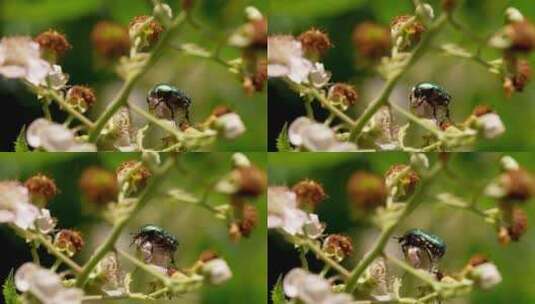 花园、甲虫、绿玫瑰金龟子、黑莓荆棘花高清在线视频素材下载