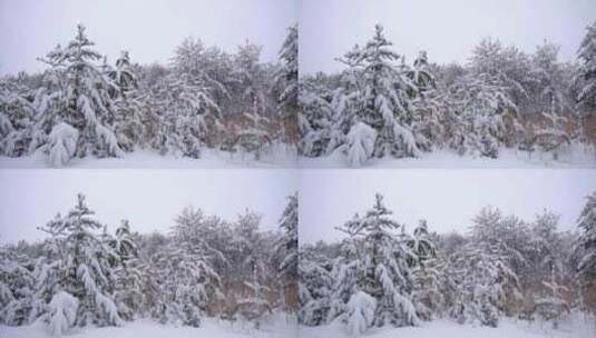 冬季景观中积雪覆盖的树木和灌木丛高清在线视频素材下载