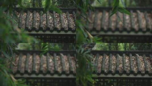 阴雨天意境中式古建筑古风屋檐屋顶竹子特写高清在线视频素材下载