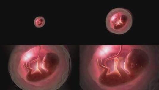 子宫内未出生的婴儿高清在线视频素材下载