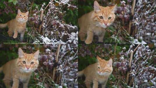 小橘猫在下雪的院子里玩耍高清在线视频素材下载