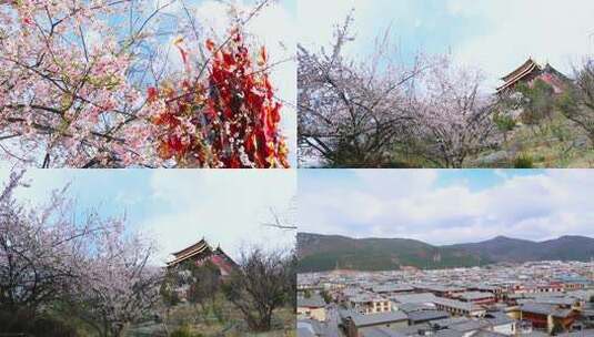 香格里拉桃花树下大佛寺高清在线视频素材下载