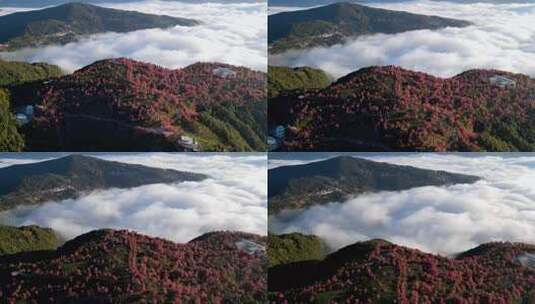 中国云南大理无量山樱花谷日出云海航拍高清在线视频素材下载