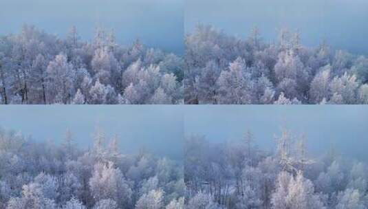 积雪覆盖的树林景观高清在线视频素材下载