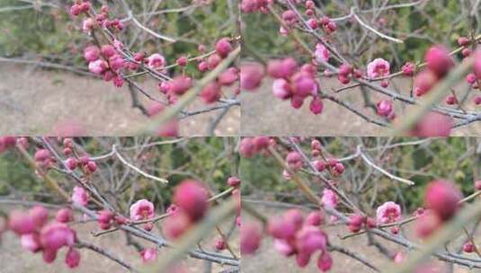 梅花树枝上的粉色花苞特写高清在线视频素材下载