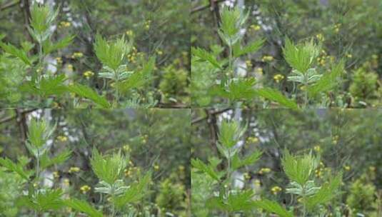 茂盛的艾草艾叶植物景观高清在线视频素材下载