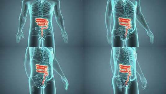 人体肠胃不适，内部结构特效高清在线视频素材下载