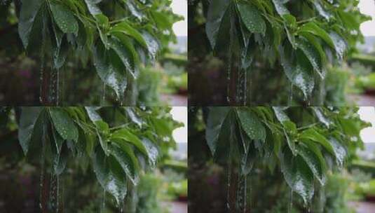 雨中带水珠的绿叶特写高清在线视频素材下载