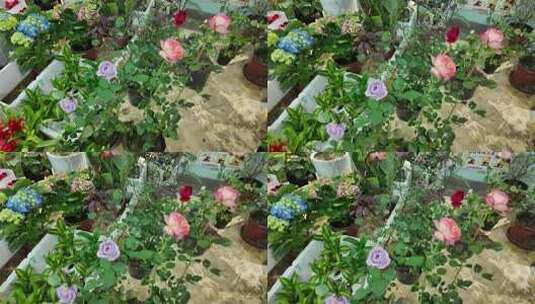 室内盆栽绿植花卉高清在线视频素材下载