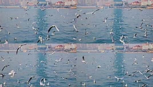 大海海面飞翔的海鸥高清在线视频素材下载