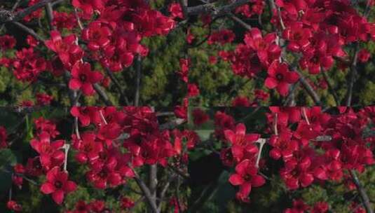盛开的红色木棉花特写高清在线视频素材下载