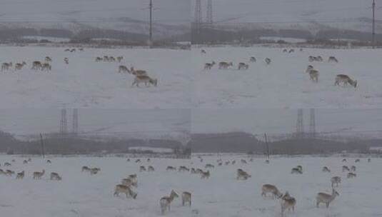 冬天雪地里来了野生黄羊高清在线视频素材下载