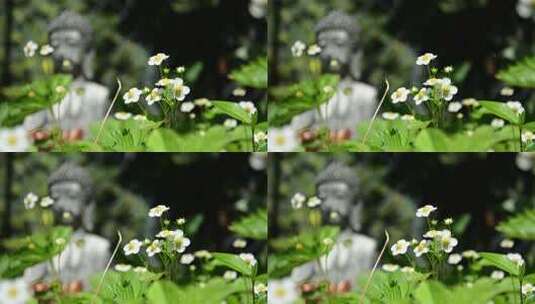 草 草地 绿色 花草 植物 实拍视频高清在线视频素材下载