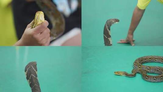 人与蛇近距离接触的画面高清在线视频素材下载