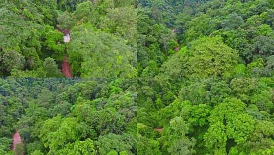 云南普洱西盟县热带雨林雨后森林山洪航拍高清在线视频素材下载