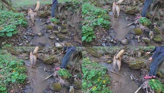 狗和它的主人的森林探险高清在线视频素材下载