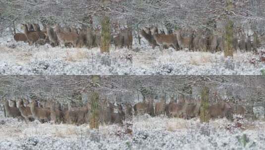 冬天在树林里奔跑的一群鹿高清在线视频素材下载