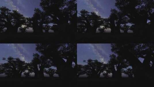 猴面包树上空的银河系高清在线视频素材下载