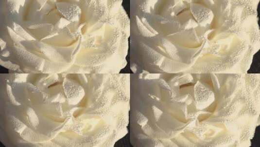白玫瑰花瓣上的露珠高清在线视频素材下载